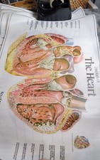 Vtg HEI Health Edco Vinyl Charts Digest, Musculoskeletal, Respiratory, the Heart picture