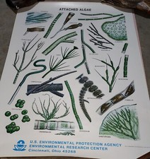 8 Vintage EPA Algae Posters NOS picture