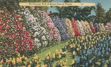 An Unusual Wall of Sweet Peas in Florida Vintage Souvenir Postcard picture