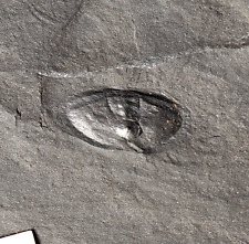 Rare undescribed Lower Carboniferous horseshoe crab older than Mazon Creek picture