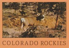 Vintage Postcard Colorado Rockies Mule Deer Photograph Unposted Rocky Mountains picture
