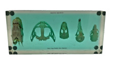 Carolina Biological Skull Series Skeleton in Acrylic Anatomical Model picture