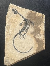 AMPHIBIAN-NOTHOSAURIA-Jurassic diving dragon -dragon dinosaur fossil-3 picture