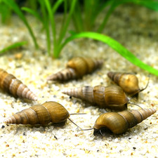 Malaysian Trumpet Snails - Live Freshwater Snails (Pack of 5, 10, 15, or 20) picture