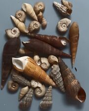 30 pcs assorted freshwater shells 10-48 mm picture