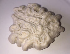Natural Sea Salt Water Coral Fossil Aquarium Nautical Gorgeous Brain Coral White picture