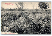 c1910 Pineapple Plantation Ripley Pine Greetings from Jamaica BWI Postcard picture