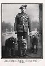 DOG Airedale Terrier, Sheepdog Messenger War Dogs, Amiens WWI Rare Antique Print picture