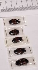 Entomology ketoniidae TAENIODERA TRICOLOR Philippines A1 5 pcs 17/22mm picture