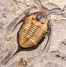 Beautifully preserved Trilobite Megistaspis Fossil - Zagora Area, Morocco picture