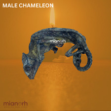 Authentic Dried Male Chameleon – Ritual Curio, Spiritual & Magical picture