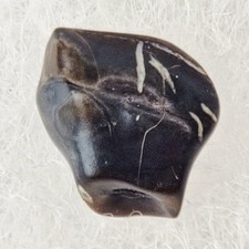 Ankylosaur 0.45" Armored Dinosaur Tooth Fossil Edmontonia Judith River Nodosaur picture