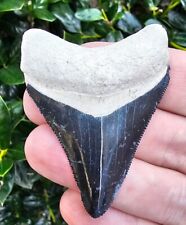 Bone Valley Megalodon Shark Tooth Fossil picture