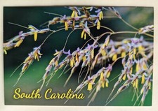 Postcard SC: South Carolina Foliage  picture