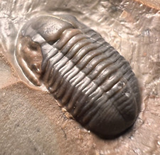 Undescribed Proetid Trilobite fossil From JORF picture
