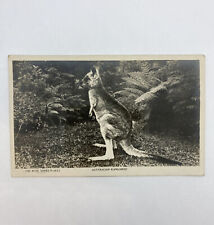 australia, Australian Kangaroo, Rose Series RPPC Postcard picture