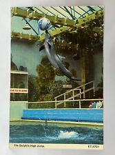 Vintage Postcard 1984 Dolphin High Jump Fayetteville Arkansas picture