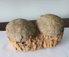 Double dinosaur egg fossil crystal Jurassic Cretaceous teaching specimen display picture