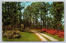 Possum Corner Plantation Ridgeland SC Pine Forest Azaleas Postcard 1964 picture