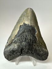 Megalodon Shark Tooth 4.67” Natural - Real Fossil - Carolina 18044 picture