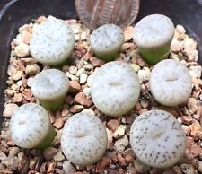 Mesembs Plant--Lithops pseudotruncatella volkii C69--ONE Plant from Group picture
