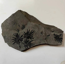 Exquisite Plant Fossils from the Jurassic Daohugou Era picture