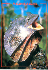 Frilled Neck Lizard Vintage Unposted NOS Postcard Australia picture