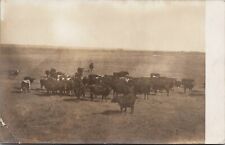 Postcard NE Day, Nebraska; Cattle on Plains; Ghost Town;  Deuel County RPPC Bs picture