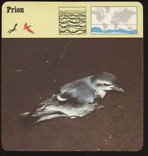 Prion  Safari Cards Rencontre Birds picture