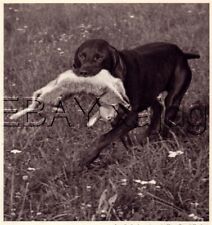 DOG German Shorthaired Pointer Solid Color, Quality Vintage 1941 Print picture