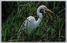 Postcard Common Egret Everglades National Park Florida  picture