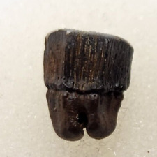 Myledaphus Stingray Tooth Fossil - Hell Creek Fm. - Garfield Co., MT picture