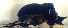 2.8" Real Dung Beetle w/ Horn in Crystal Clear Lucite Resin Paperweight Specimen picture