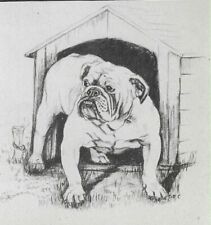 Bulldog - CUSTOM MATTED - 1945 Vintage Dog Art Print - G. Cook picture