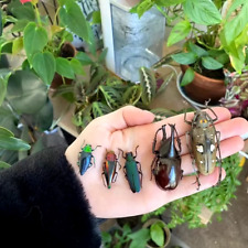 REAL BEETLE MIX Assortment of 5 tropical beetles from Thailand, Indonesia, Peru picture