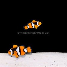 WYSIWYG True Wild Percula Clownfish Pair - Live Saltwater Fish - Reef tank picture