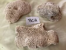 Authentic All Natural Brain Coral BC2 picture