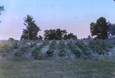 1919, Pine Tree Plantation, Swanzey, New Hampshire, Magic Lantern Glass Slide picture