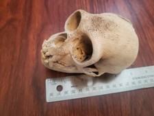 Hylobates Pileatus Skull High Precision Replica Endangered Species picture