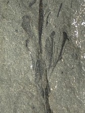 Archaeopteris Fossil Branch & Leaves Late Devonian Catskill Formation E2 picture
