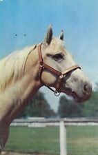 Vintage  Postcard ANIMAL HORSE  WHITE MANE  POSTED  1959 CHROME STAMP picture
