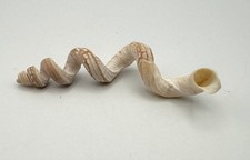 83mm Stunning Vermicularia Worm Snail Seashell Florida Marine Specimen picture