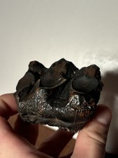 Bargain Chocolate/Gold Mastodonn Tooth Fossil Extinct Florida Mammal Megafauna picture