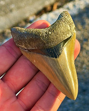 Perfect 3.36 inch bone valley megalodon tooth. Killer serrations picture