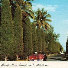 Florida FL Tropical Cars Street View Australian Pines Hibiscus Ephemera Postcard picture