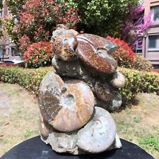 20.85LB TOP Natural Beautiful ammonite fossil conch Crystal specimen healing 822 picture