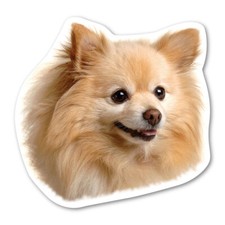 Pomeranian Magnet picture