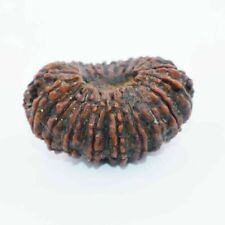 Certified A++: 20 Mukhi Rudraksha, Exquisite Hindu Sacred Bead - Exceptionally R picture