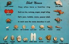 Vintage Postcard Sea Shells Names Angel Wing Cat's Paw Worm Peanut Shell picture