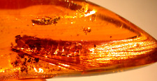 GIANT Golden Mastotermes Termite Wings with Spider in Dominican Amber Fossil picture